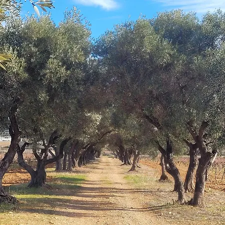 Nouveau ! Lorana Entre Et Vignes